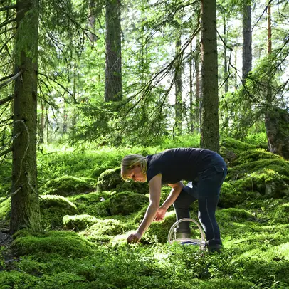 En kvinna plockar svamp i en granskog, omgiven av mosstuvor, och ljuset silas genom trädens grenar.