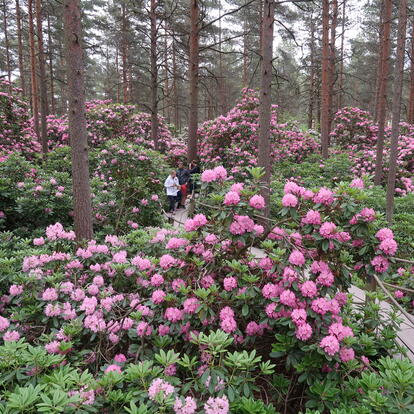 Kukintaa alppiruusupuistossa.