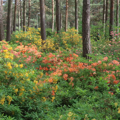 Kukkivia atsaleapensaita alppiruusupuistossa.