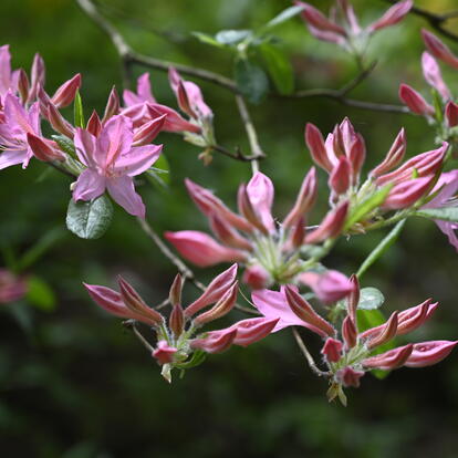 Atsalean kukinta alppiruusupuistossa.