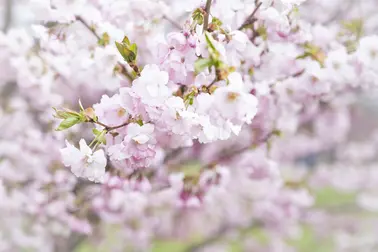 Prydnadskörsbärsblommor i närbild.