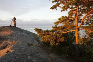 Lintubongari ilta-auringossa Uutelan kalliolla männyn vierellä