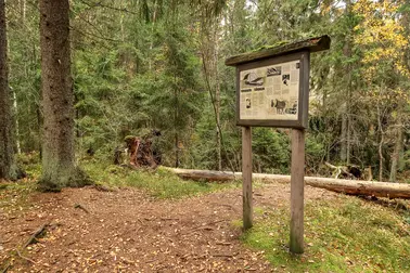 Opastaulu metsässä.