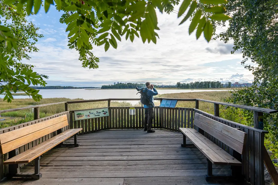 Lintubongari kiikaroi esteettömältä lintulavalta kohti ruovikkomaisemaa