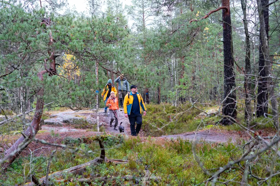 Ulkoilijoita retkeilemässä Hallainvuoren metsässä.