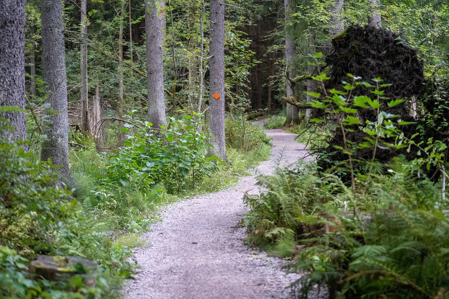 Siimespolulla kulkeva polkureitti.