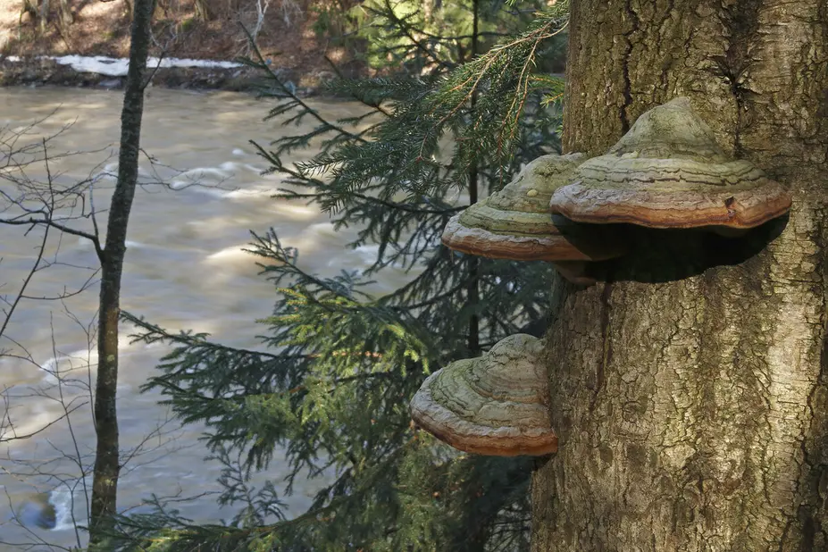 Käävät kasvavat puunrungolla, joki virtaa taustalla