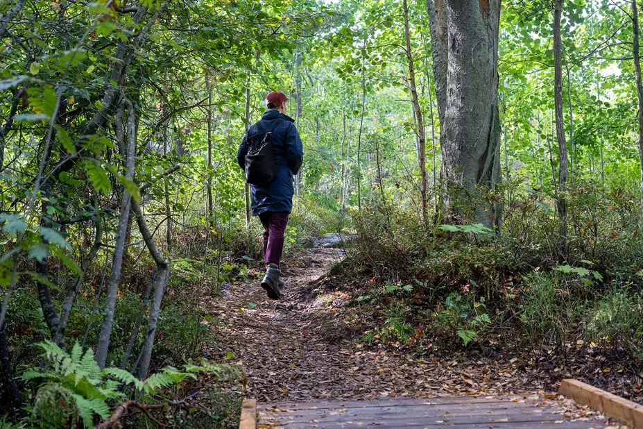 Ulkoilija kävelee metsässä hakepolulla. 