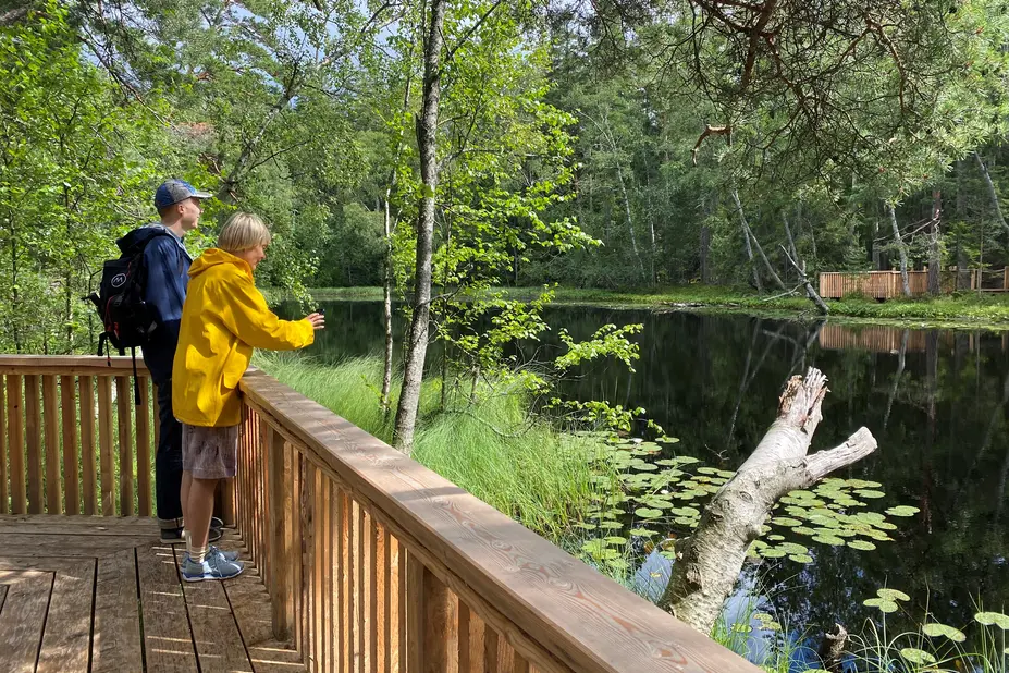 Ulkoilijat katselevat lammelle katselutasanteelta. 
