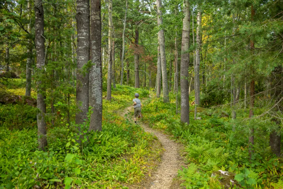Metsäpolku Vasikkasaaressa.