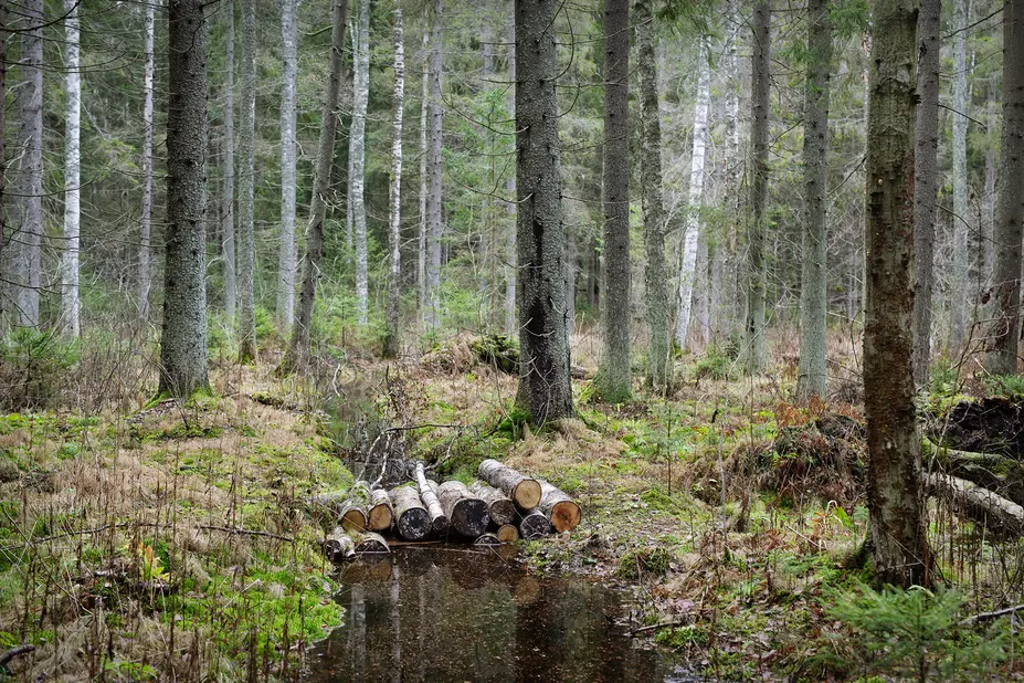Padoksi koottuja puupölkkyjä metsäojassa