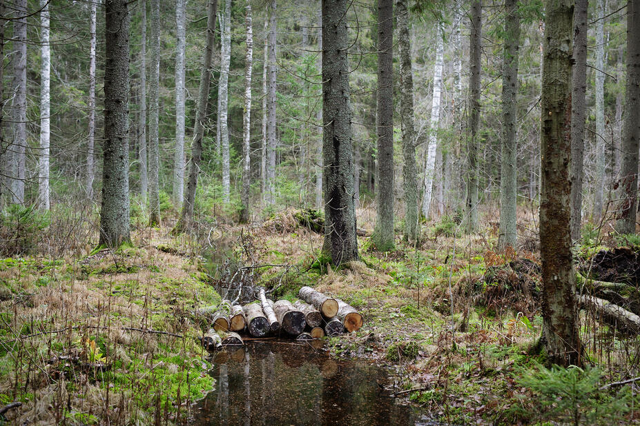 Padoksi koottuja puupölkkyjä metsäojassa