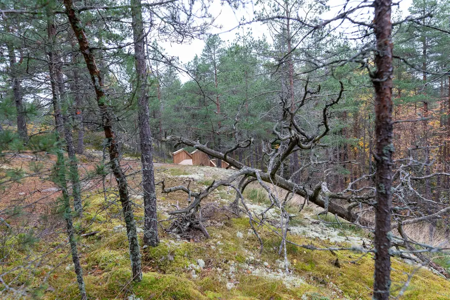 Forest in Stansvik mine area. 