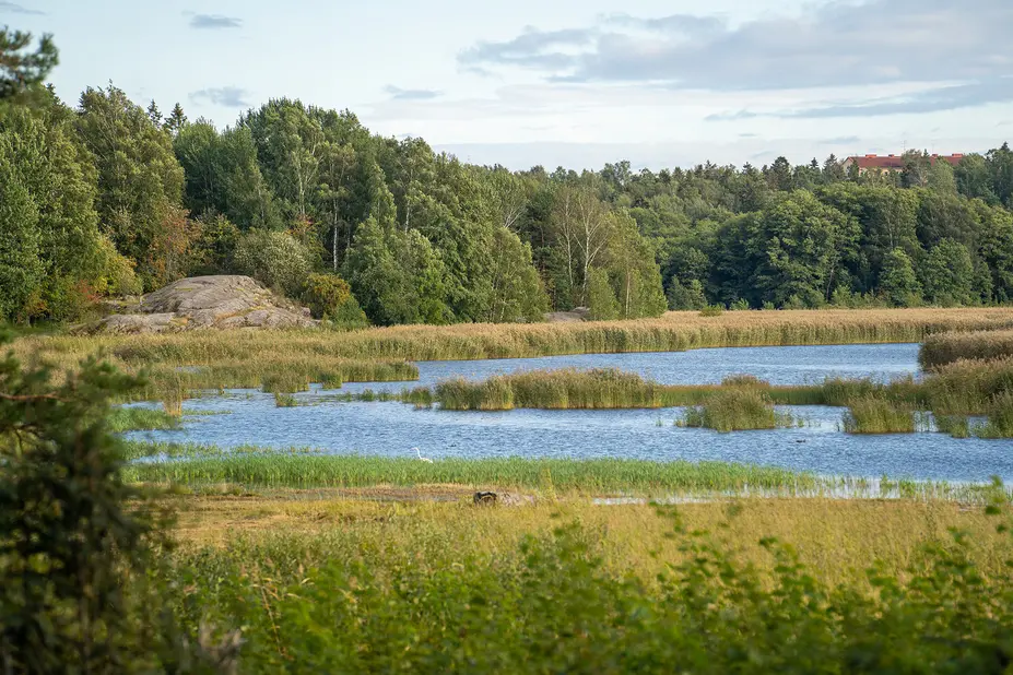 Hakalan lintutornista kuvattua ruovikko- ja avovesimaisema