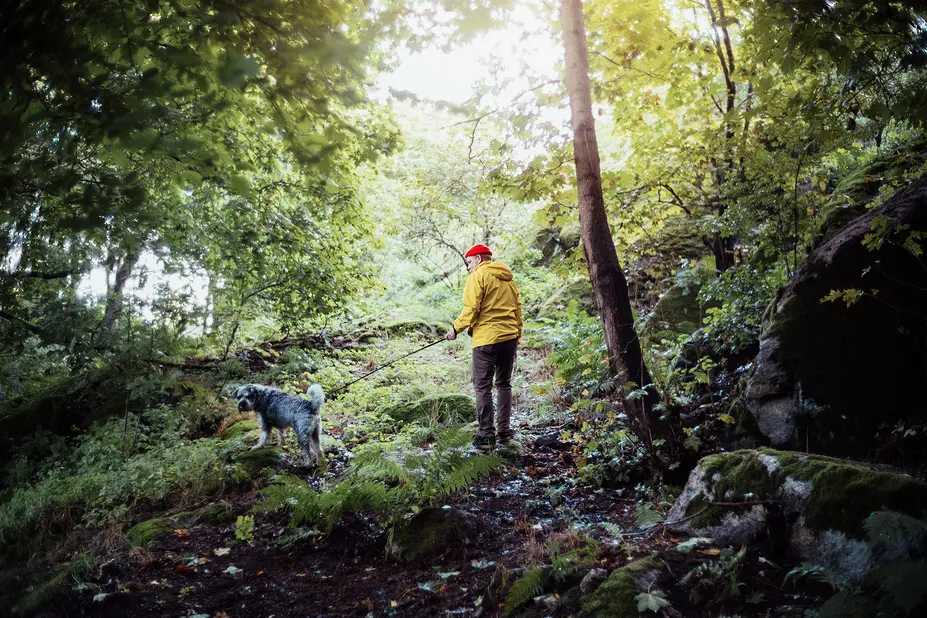 A tied dog in the woods with a walker.