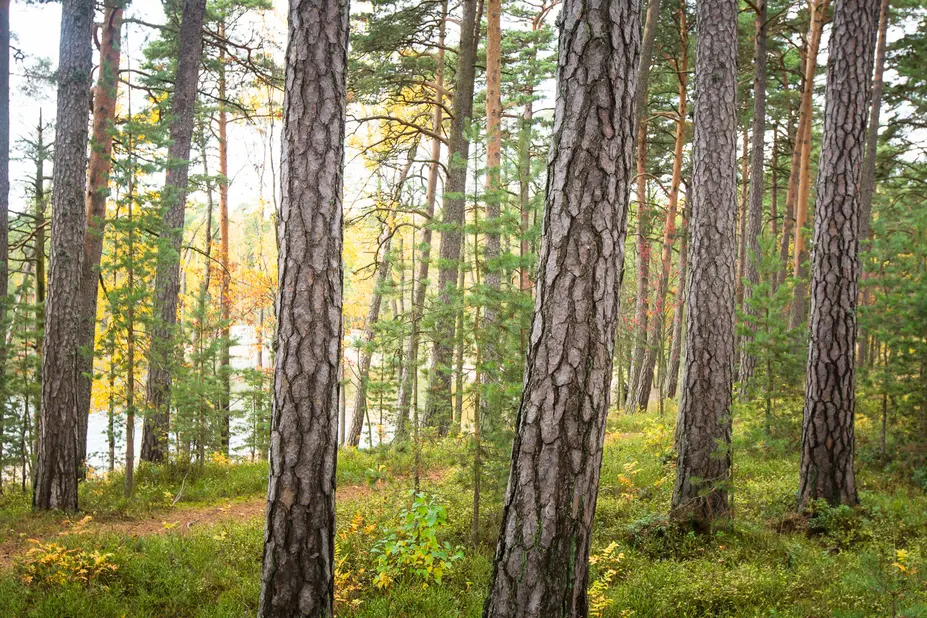 Aurinko siivilöityy mäntyjen välistä harjualueella.