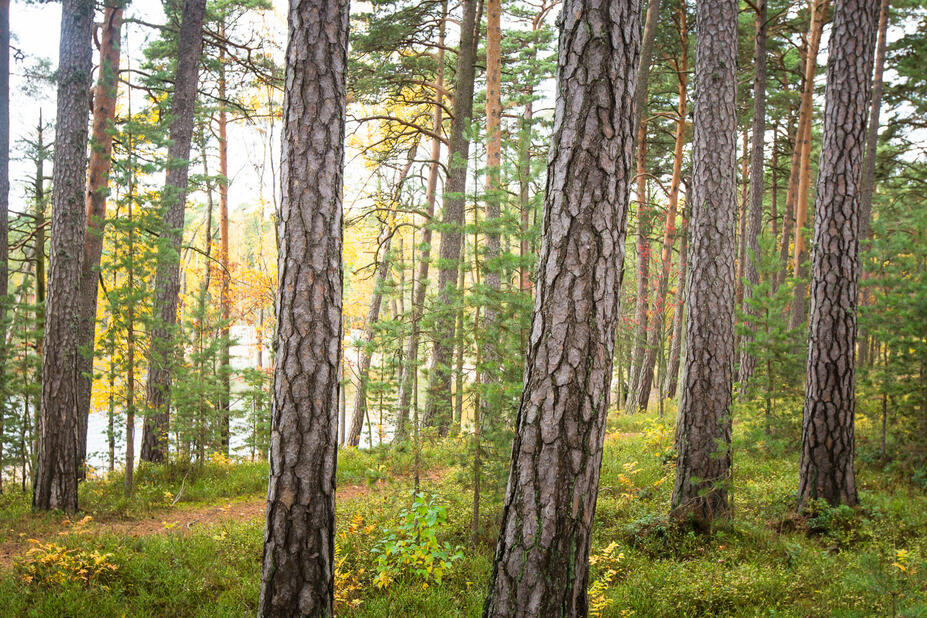 Aurinko siivilöityy mäntyjen välistä harjualueella.