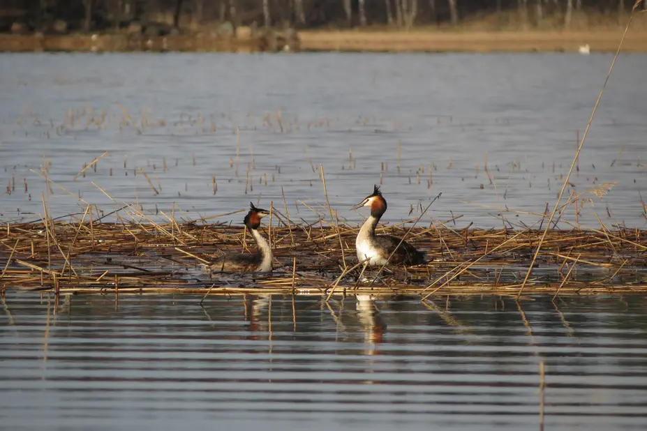 A pair of great crested grebe on a nest.