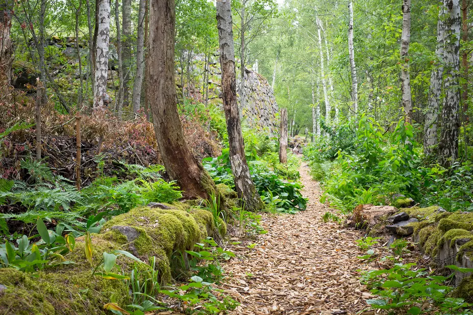 Hakkeella vahvistettu metsäpolku koivujen lomassa