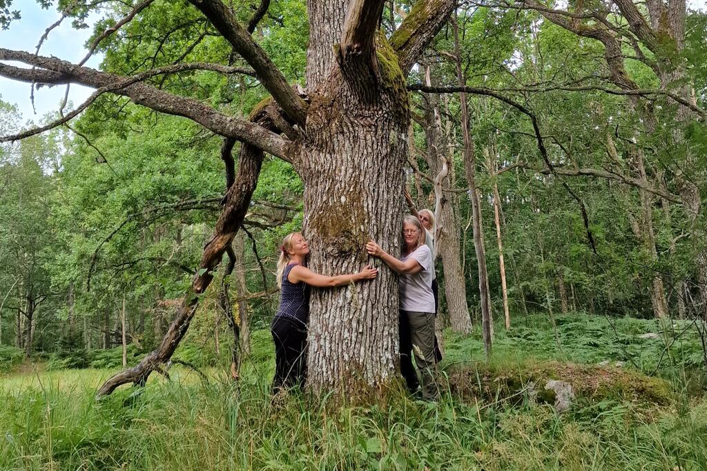 Ihmiset halaavat isoa puuta