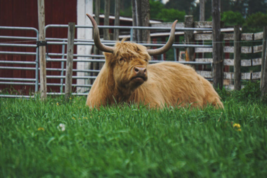 En brun ko med horn ligger på en grön gräsmatta. Gula maskrosor i bildens förgrund och en röd träbyggnad i bakgrunden.