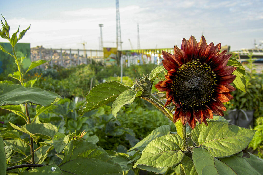 Sunflower farm Photo: Maria Nordlund, Dodo ry