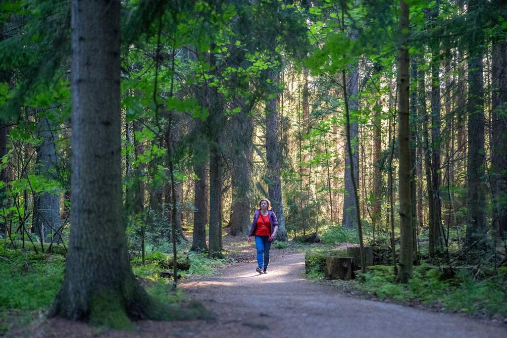 Nainen kävelee puiden varjostamalla ulkoilureitillä havumetsässä 