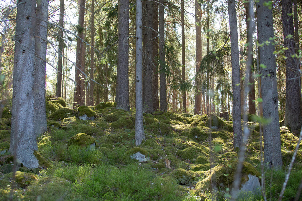 Villinki is rich in valuable natural sites, such as old, predominantly coniferous forests.  Photo: Raisa Ranta