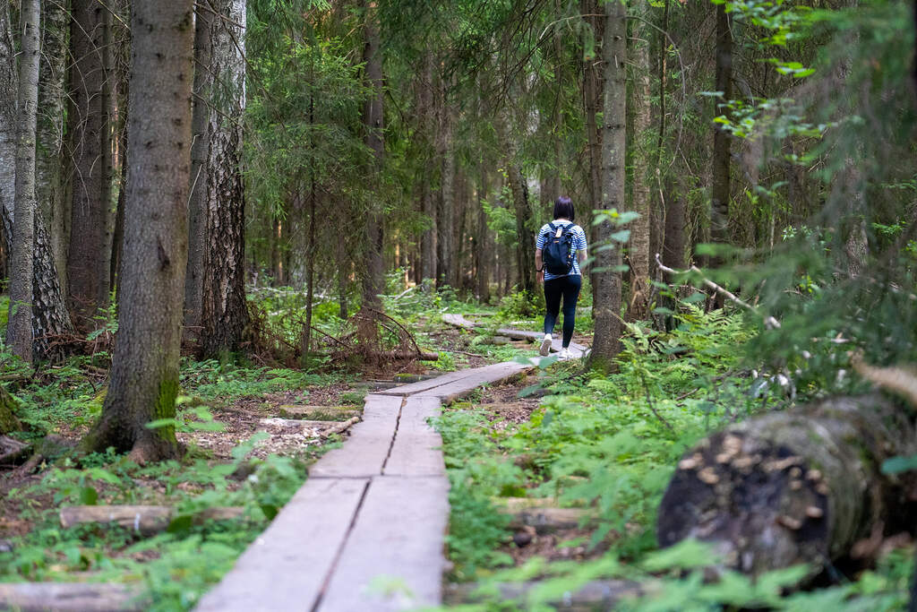 Ulkoilija kävelee pitkospuilla metsän siimeksessä