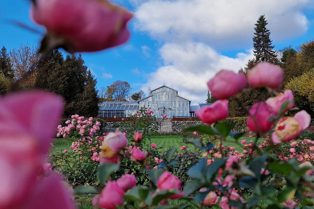 Ruusuja etualalla lähikuvassa, taustalla iso lasinen puutarharakennus.