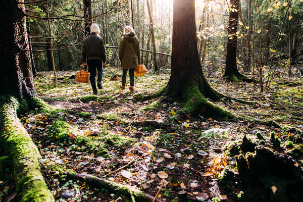 Kaksi henkilö kulkee syksyisessä metsässä sienikorien kanssa.