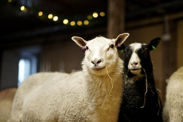 Kaksi lammasta seisoo lampolassa, taustalla näkyy jouluvalo.