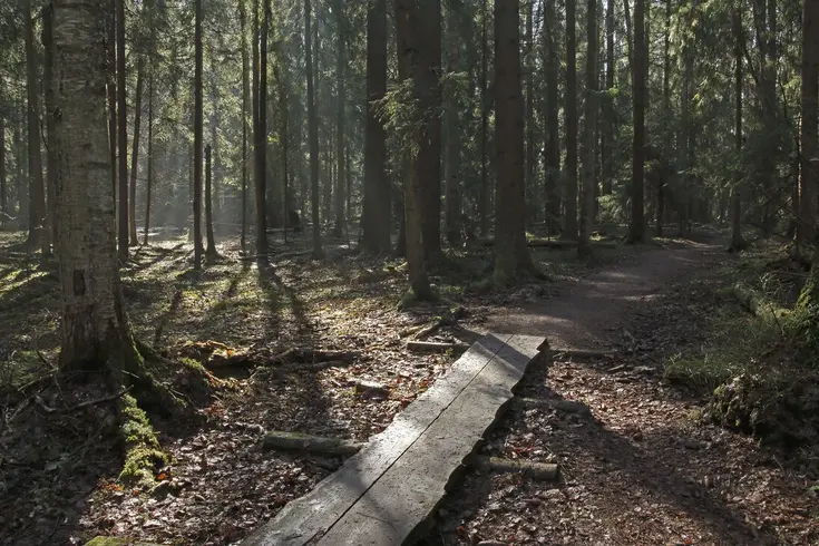 Metsäpolku alkaa pitkospuiden päästä