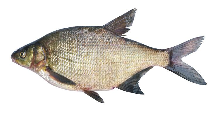 Lahna