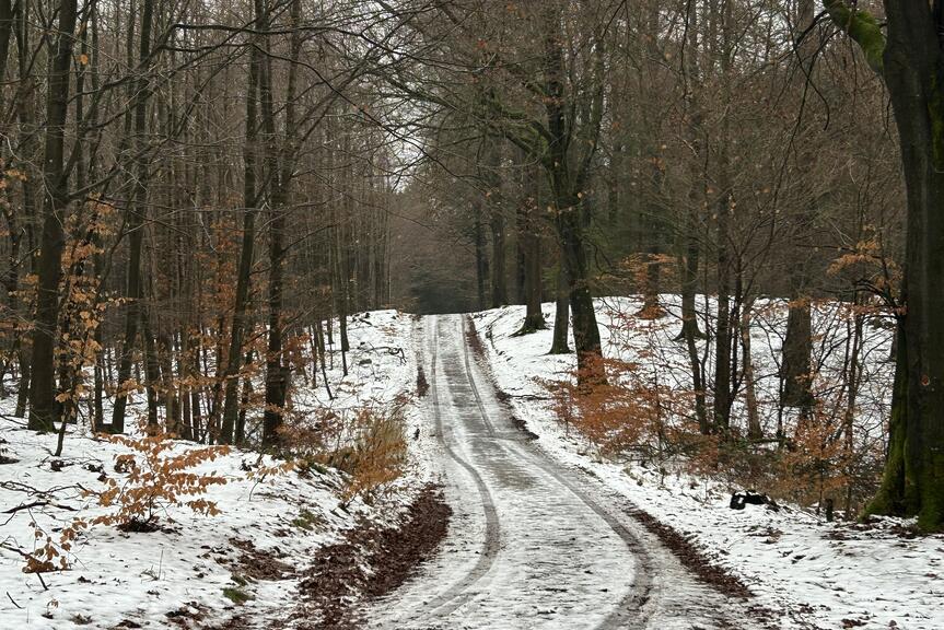 Lehdettömän lehtipuumetsän maastossa on vähän lunta.