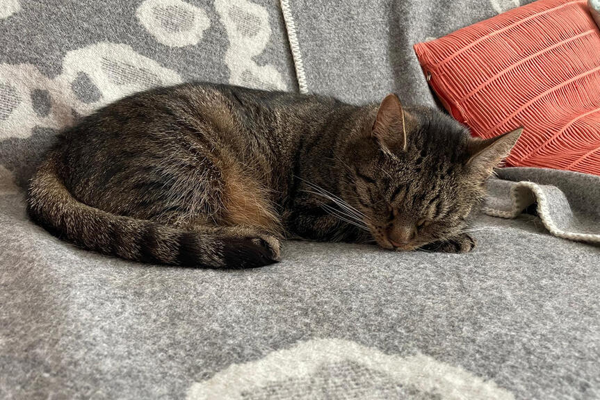Kissa nukkuu sohvalla