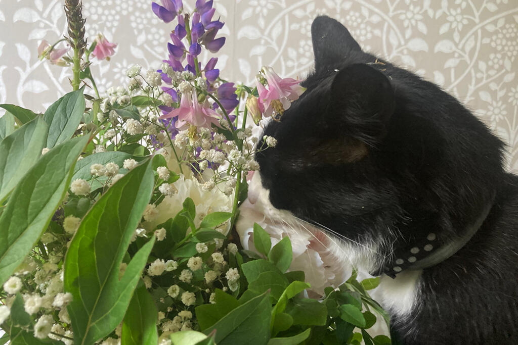 Kissat nauttivat kukista ja kesästä. Kuva: Tomi Uusitalo