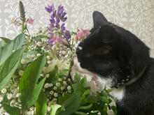 Kissa tutkii kesäisiä kukkia