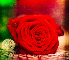 Ruusu ja lyyra