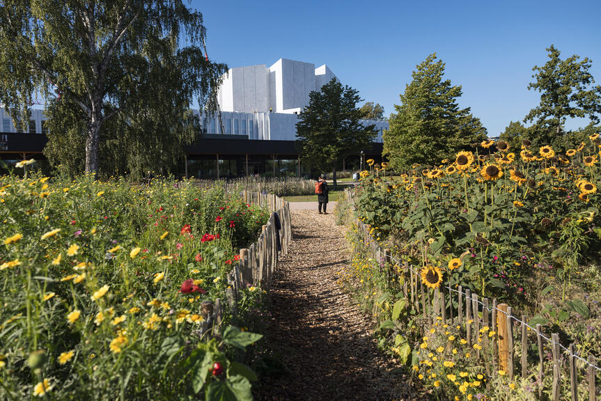Kukkaistutuksia Töölönlahdenpuistossa.