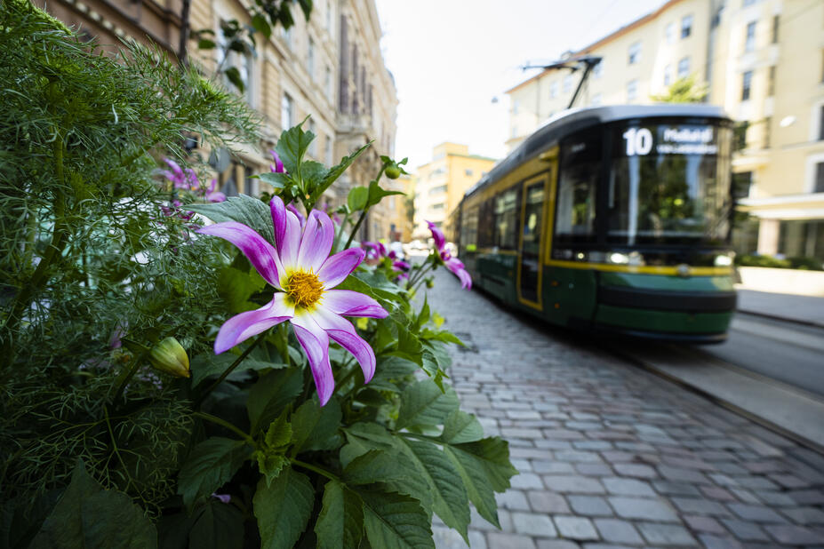 Raitiovaunu kesäkadulla