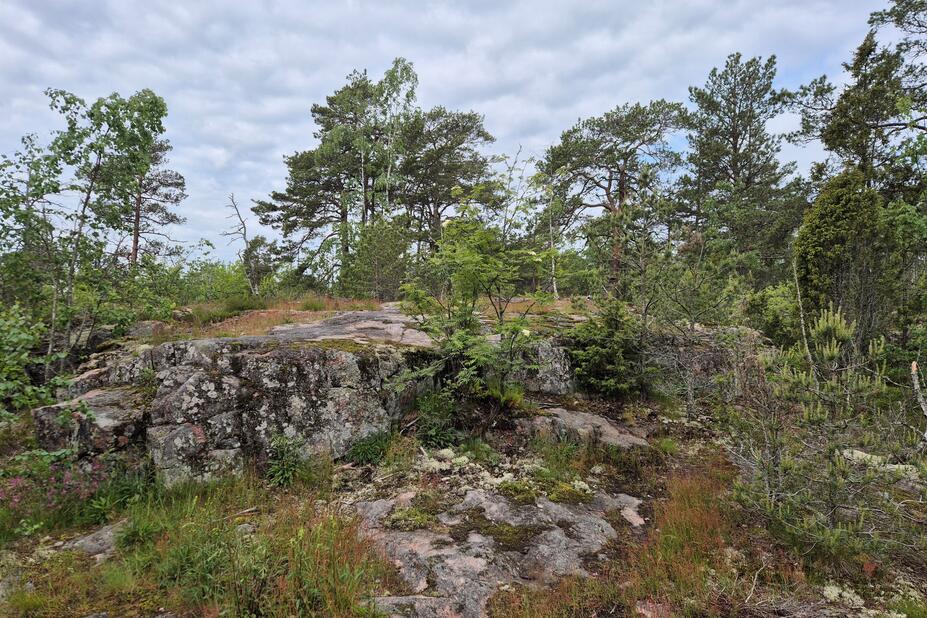 Valokuva, jossa näkyy kalliota ja metsää.