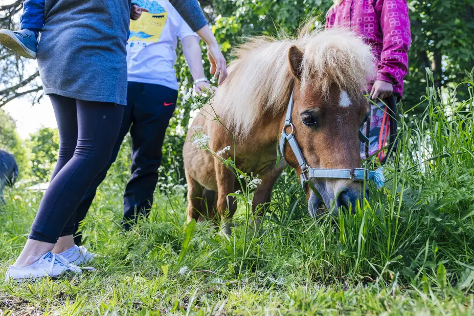 Ihmisiä ja poni ulkona.