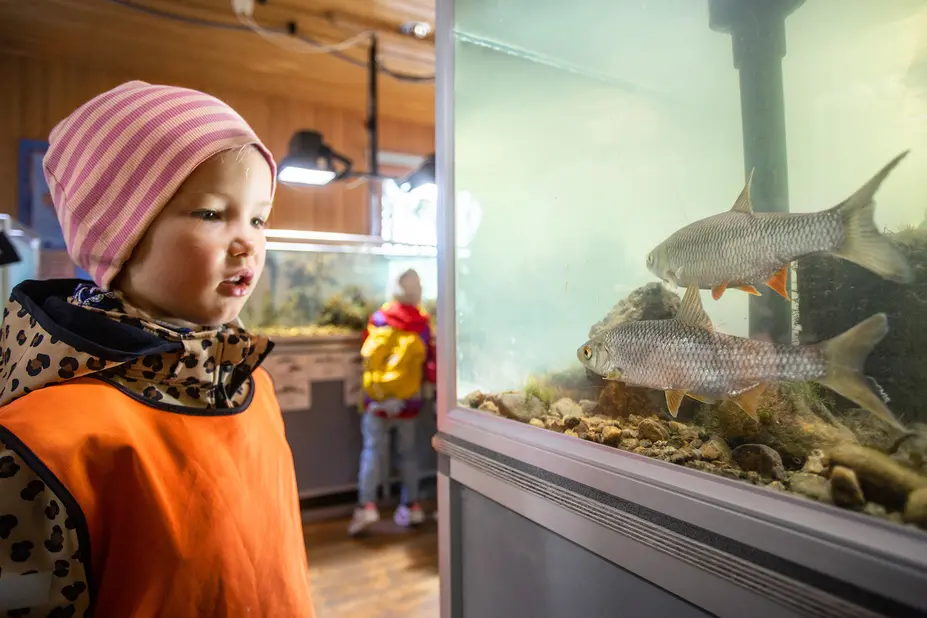 Lapsi katsoo akvaariossa uivia kaloja