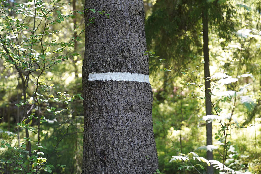 Gränsmärke för naturskyddsområde målat på ett träd Bild: Mira Lainiola