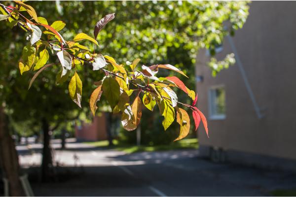 Rakennusvalvonnan Ohjeet Ja Lomakkeet | Helsingin Kaupunki