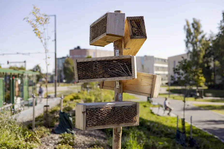Hyönteisiä varten rakennettuja laatikoita.